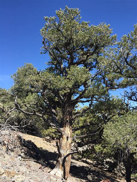 Piñon Pine | Pinus monophylla | Small Tree Seedling – SequoiaTrees.com