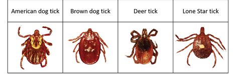 Types Of Ticks That Carry Lyme Disease