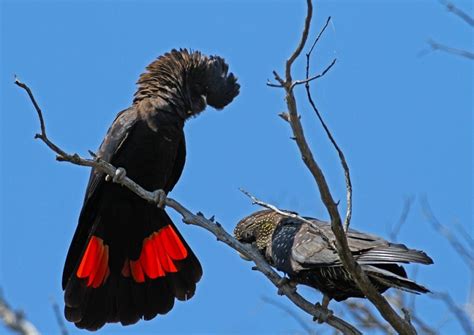 Red-Tailed Black Cockatoo Facts, Care as Pets, Habitat, Diet, Pictures