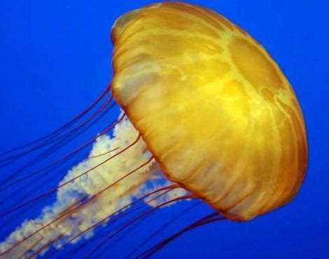 Animals Unique: Jellyfish Unique