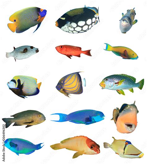 Collection tropical reef fish isolated. Fish species cutout on white ...