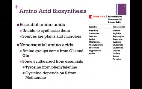 Amino Acid Biosynthesis Pathways