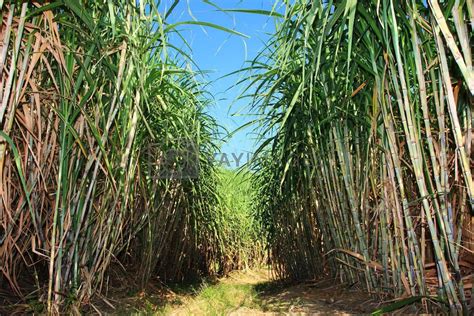 Sugar cane plantation by photosoup Vectors & Illustrations Free ...