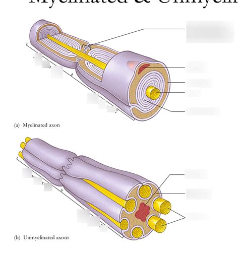 Myelinated Axon Diagram