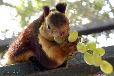 The News For Squirrels: Squirrel Facts: The Indian Giant Squirrel