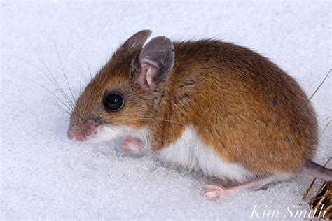 Peromyscus maniculatus | Kim Smith Films