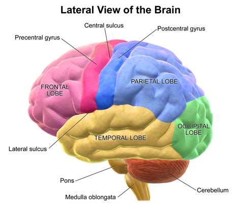 Lob some Lobes in the Ultimate Brain Battle!