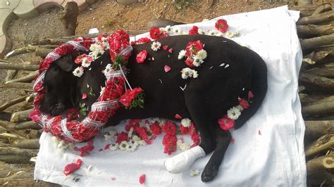 Pet Cremation in Hyderabad | Pet Funeral Services Call 9346122492