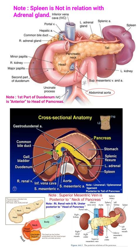 Relations of Pancreas ... ( Posterior relation of Neck of pancreae ...