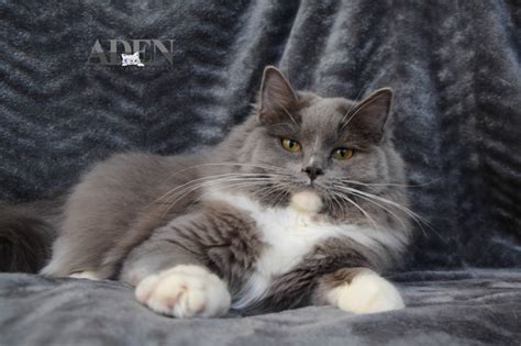 Registered Ragdoll breeders Ontario – Our Ragdoll Cats