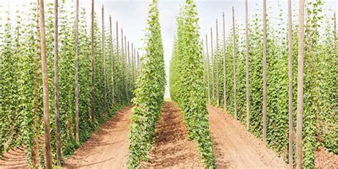 How to Grow Your Own Hops :: Kegerator.com