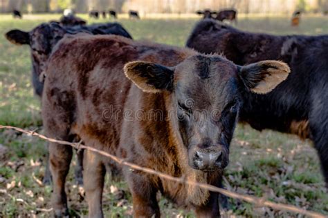 Black Angus Calves Close Up Stock Photo - Image of bovine, animal: 87811494