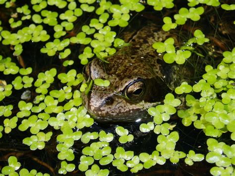 Ribbit! Frog Free Photo Download | FreeImages