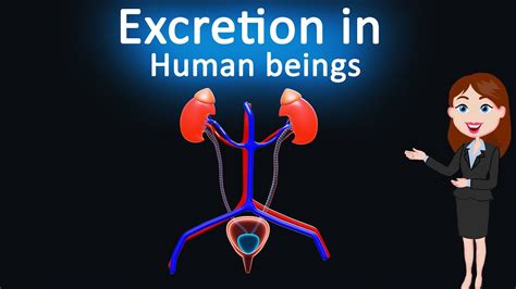 Excretion in Human beings || Life Process|| 3d animated explanation ...