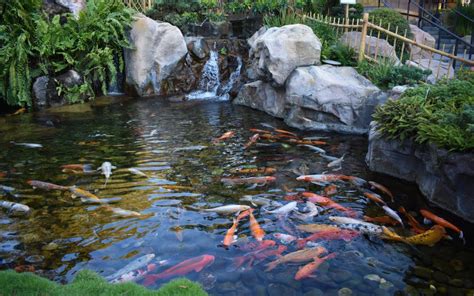 Small Koi Pond Size | Wonderful Koi