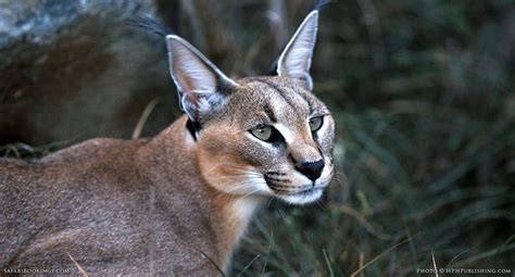 5 Fascinating Facts About the Caracal – SafariBookings