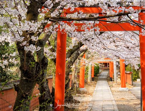 2019 Cherry Blossom Photo Tour | Kyoto | Japan Photo Guide Japan Photo ...