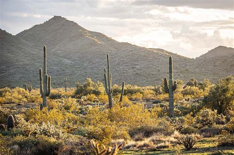 10 Unique Facts About the Sonoran Desert Sure to Blow Your Mind