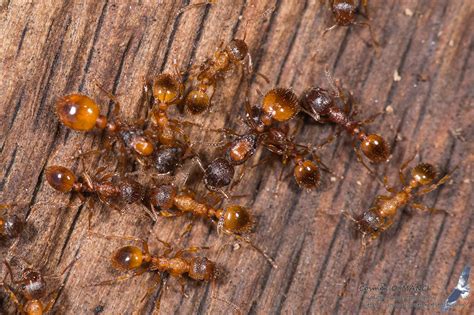 Insects around Romania and not only » Myrmica rubra (Linnaeus, 1758)