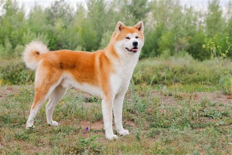 How Big Do Akita Dogs Get? - Dog Food Care