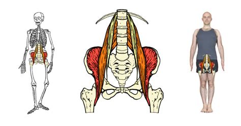 Psoas: The Tender Loin | CoreWalking