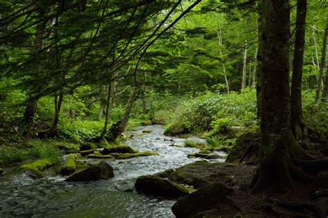 Running water,and green trees forest photography during daytime ...