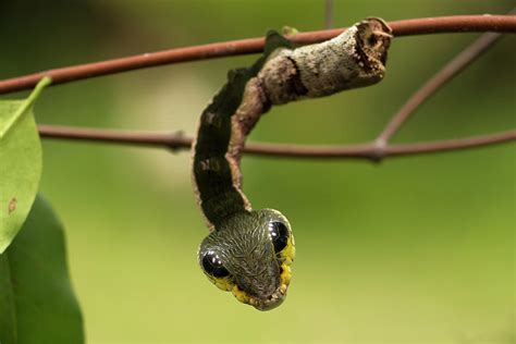 Sphinx Hawk Moth Caterpillar, Snake Mimic, Rio Napo, Peru Photograph by ...