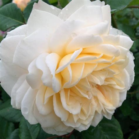 Rosa 'Crocus Rose', photographed at a local garden centre today. Really ...