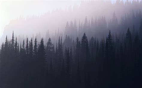 Foggy Forest Wallpapers - Top Free Foggy Forest Backgrounds ...