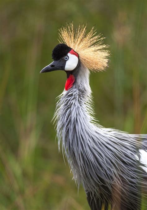 Facts About Cranes You Probably Didn’t Know – Page 2 – Animal Encyclopedia