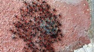 How to get rid of chiggers? | Hometalk