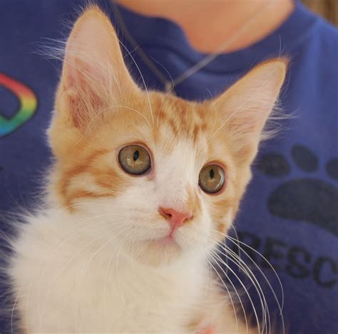 30 rescued kittens ready for adoption!