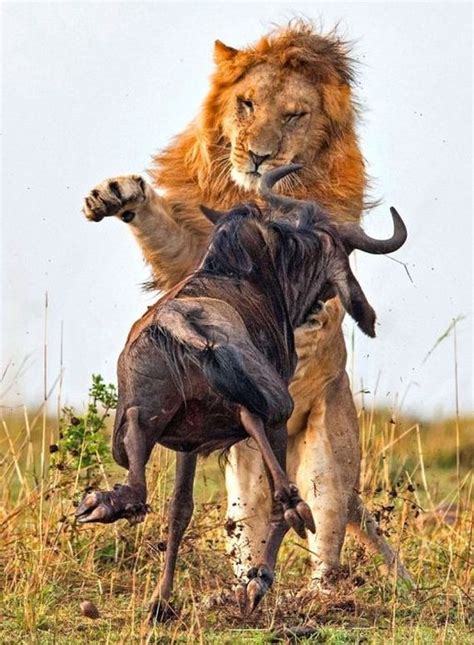 Lion Hunts A Wildebeast - Barnorama