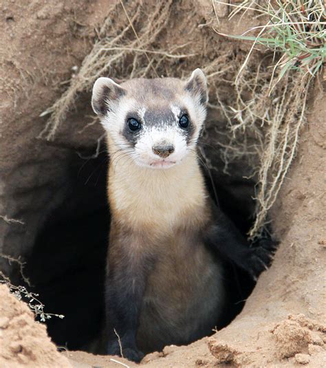 11 endangered or threatened Texas animals to root for