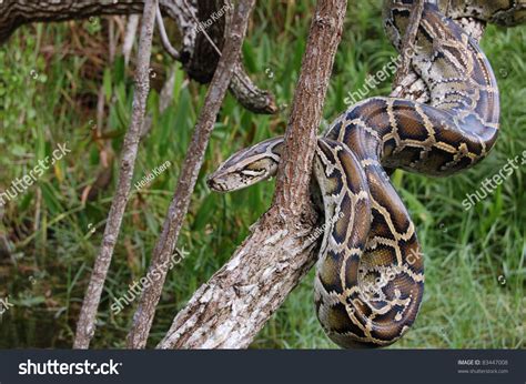 Burmese Python In The Everglades Stock Photo 83447008 : Shutterstock