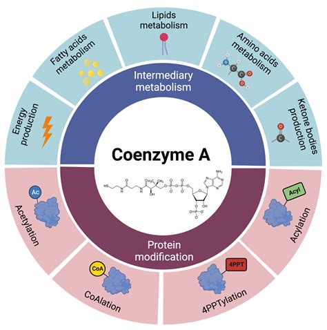 IJMS | Free Full-Text | Inherited Disorders of Coenzyme A Biosynthesis ...