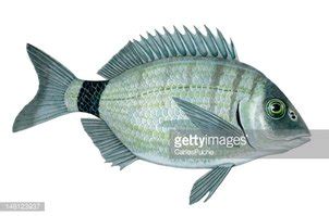 Sargo Fish Stock Clipart | Royalty-Free | FreeImages