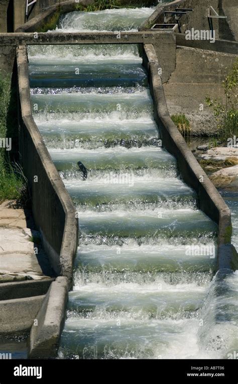 USA Oregon ROGUE RIVER Salmon goes up fish ladder at Gold Ray Dam Stock ...