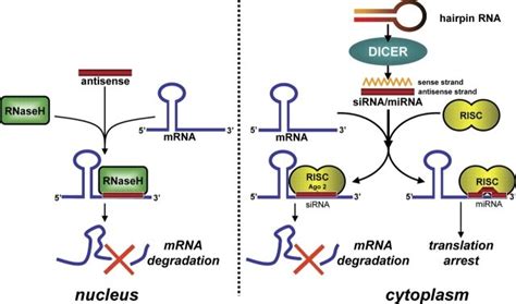 Mechanisms of antisense and siRNA action. (left) Antisense ...