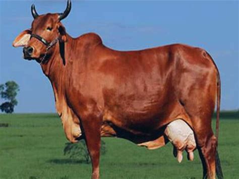 Red Sindhi Cow Milk Production