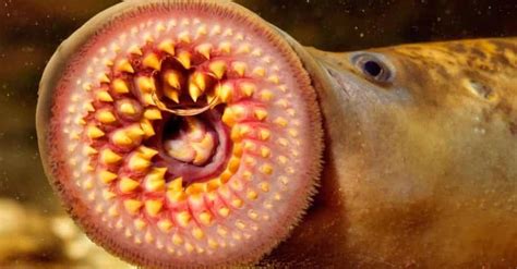 Things You Didn't Know About Sea Lampreys, The Sea's Most Hideous Wormy ...