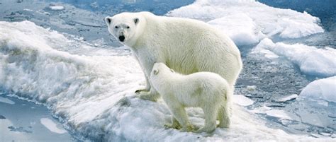 USFWS releases final polar bear conservation plan | THE WILDLIFE SOCIETY