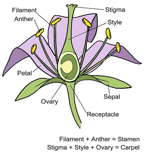 Parts Of A Flower Diagram Worksheets