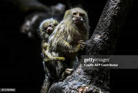 237 Titi Monkey Stock Photos, High-Res Pictures, and Images - Getty Images