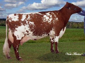 Dairy Shorthorn | The Dairy Site