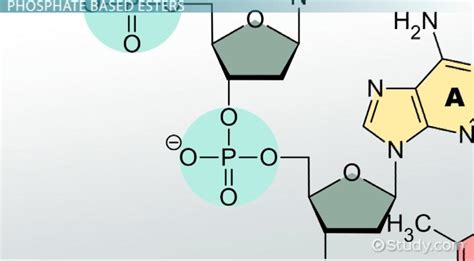 Ester Bond | Definition & Chemical Formula - Lesson | Study.com