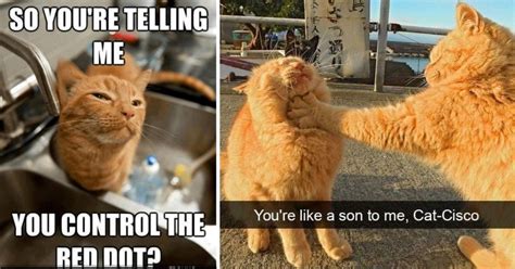 Funniest Cat Memes, Cat Quotes Funny, Funny Memes, Silly Cats, Cute ...