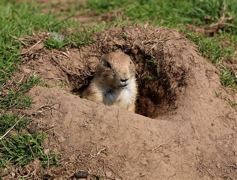 prairie-dog-burrow | Flickr - Photo Sharing!