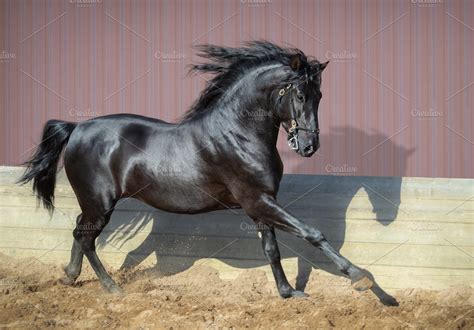 Black Andalusian horse gallops | High-Quality Animal Stock Photos ...