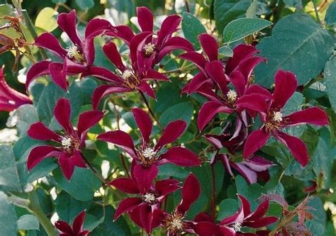 Try this clematis vine with the velvety red flowers: George’s Plant ...